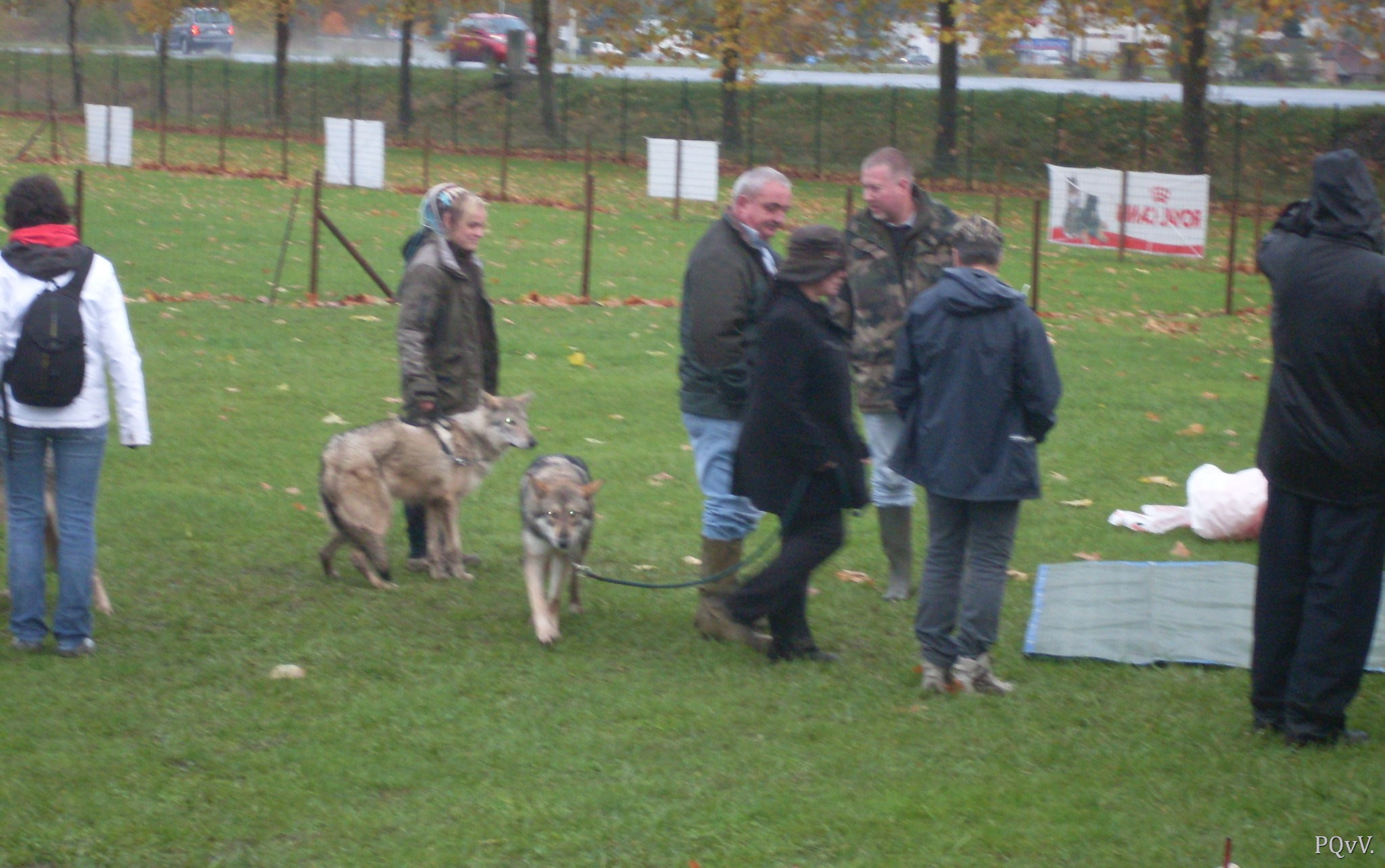  Test charactère Saarloos